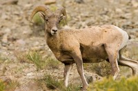 Bighorn Sheep (Ovis canadensis)