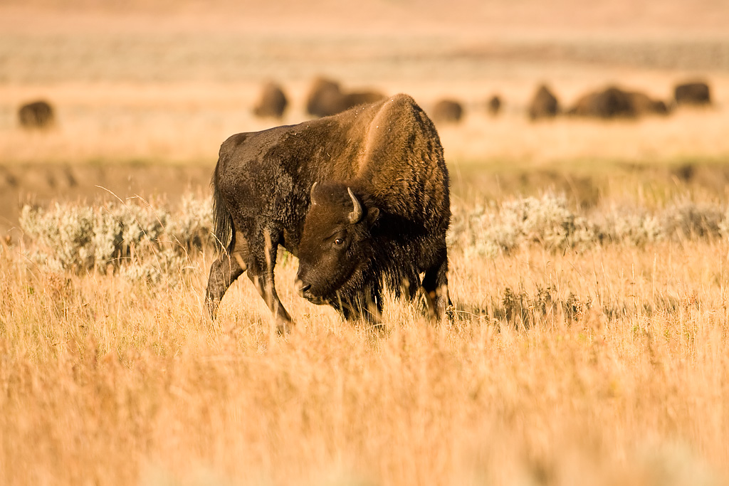 American Bison (Bison bison)