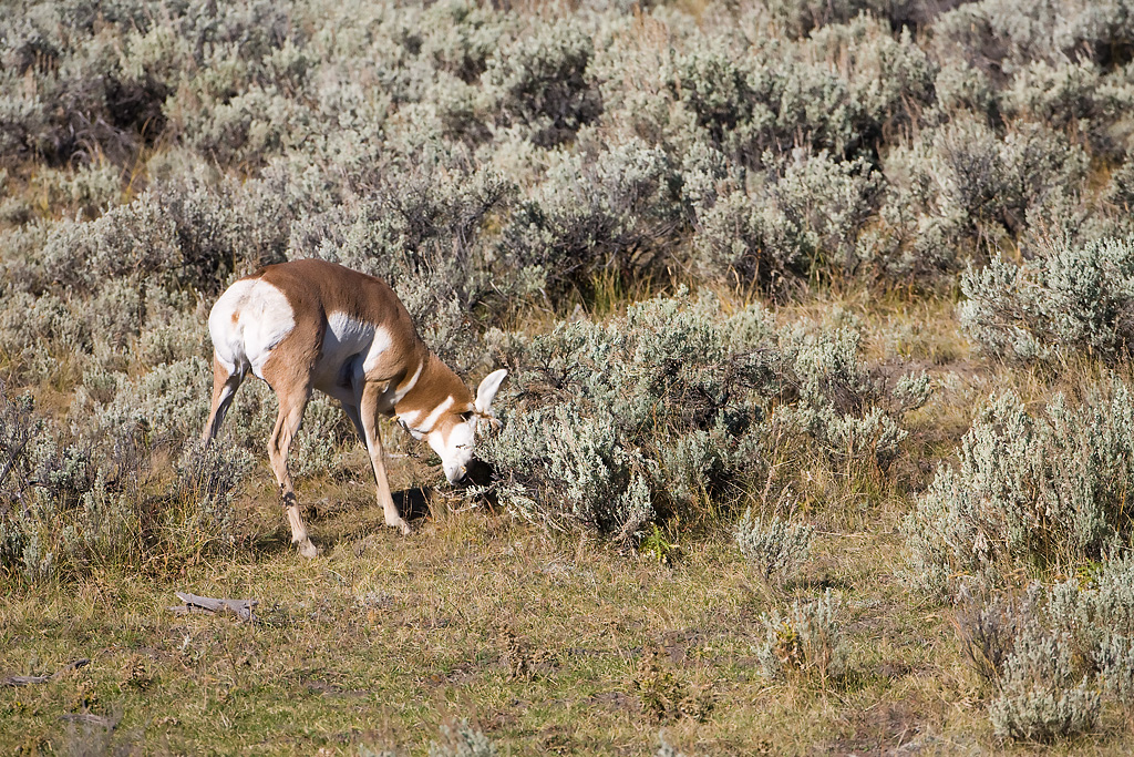 Pronghorn (Antilocapra americana)