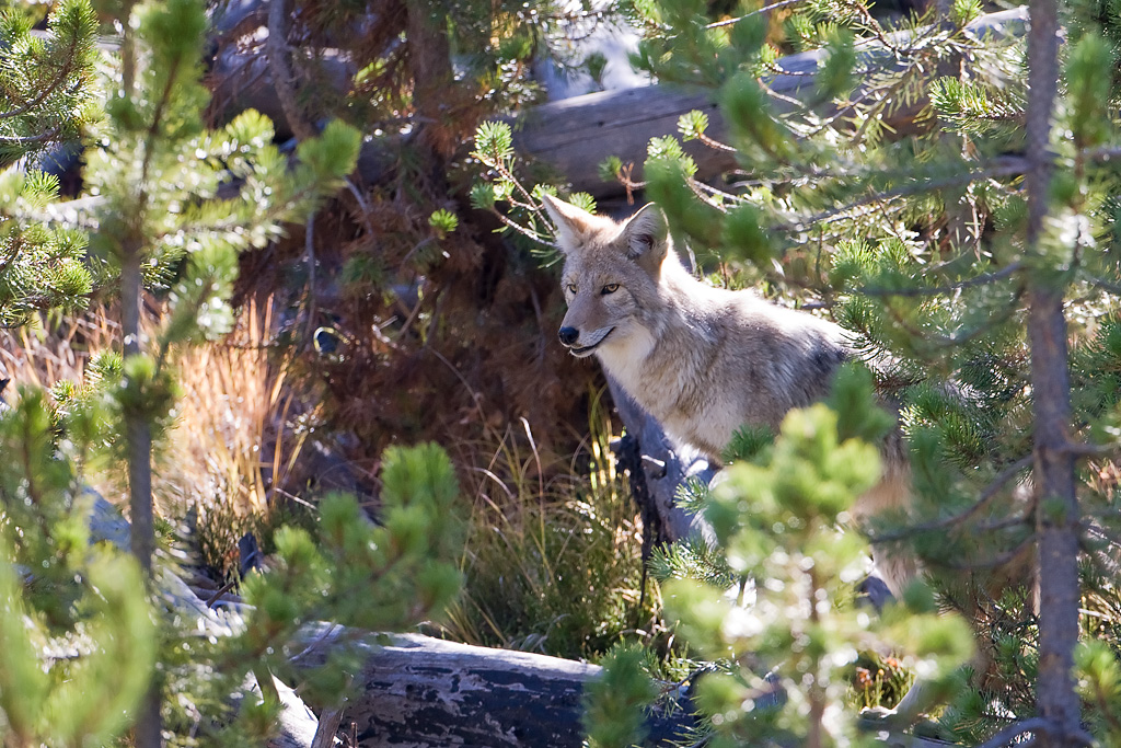 Coyote (Canis latrans)