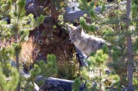 Coyote (Canis latrans)