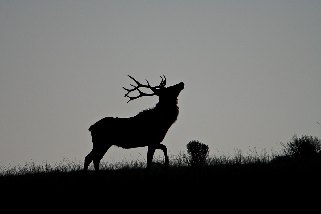 Wapiti (Cervus canadensis)