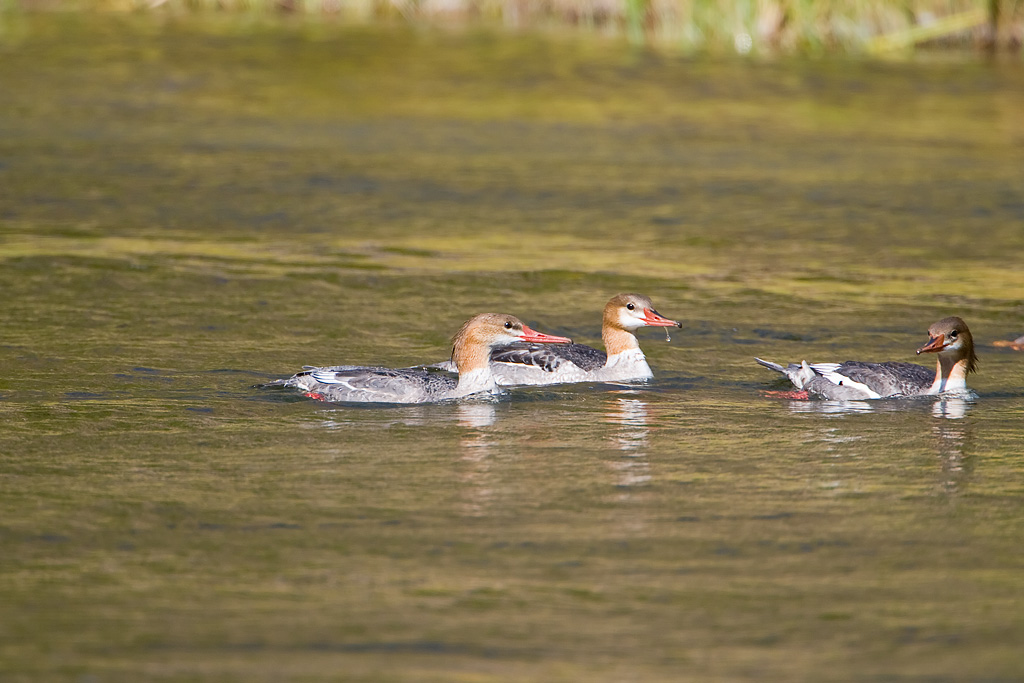 Common Merganser (Mergus merganser)