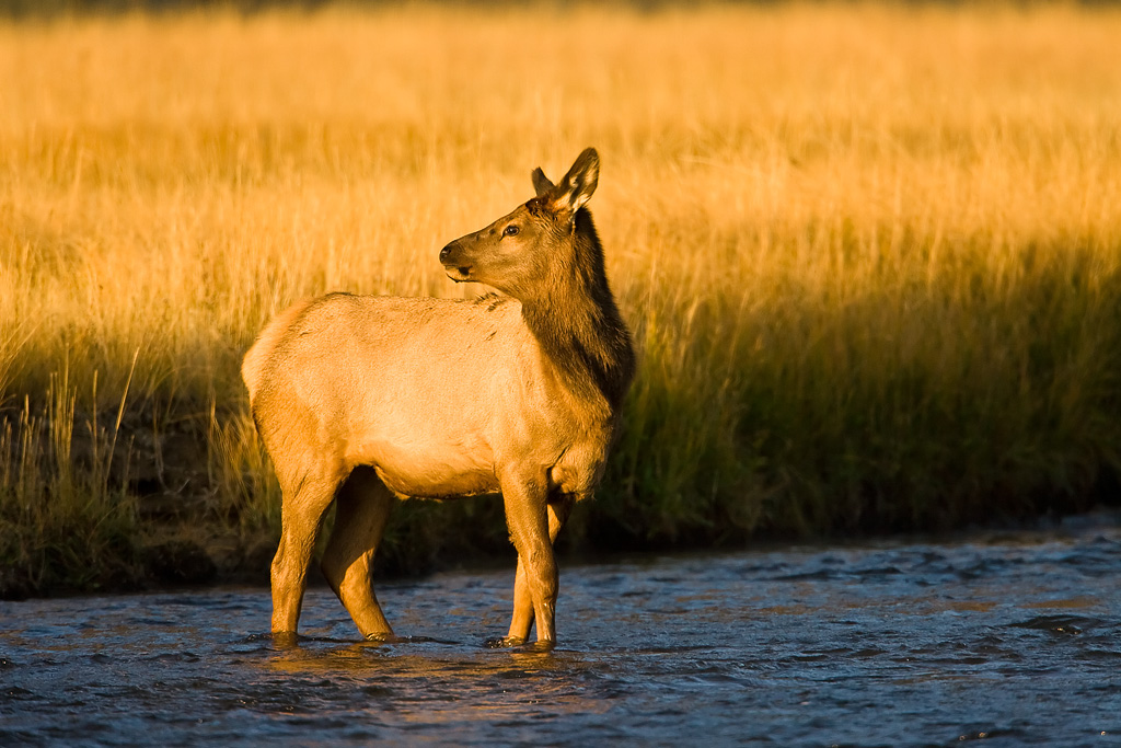 Wapiti (Cervus canadensis)