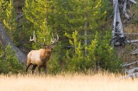 Wapiti (Cervus canadensis)