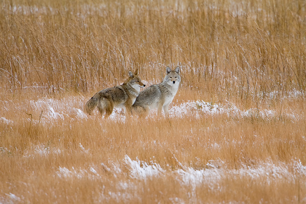 Coyote (Canis latrans)