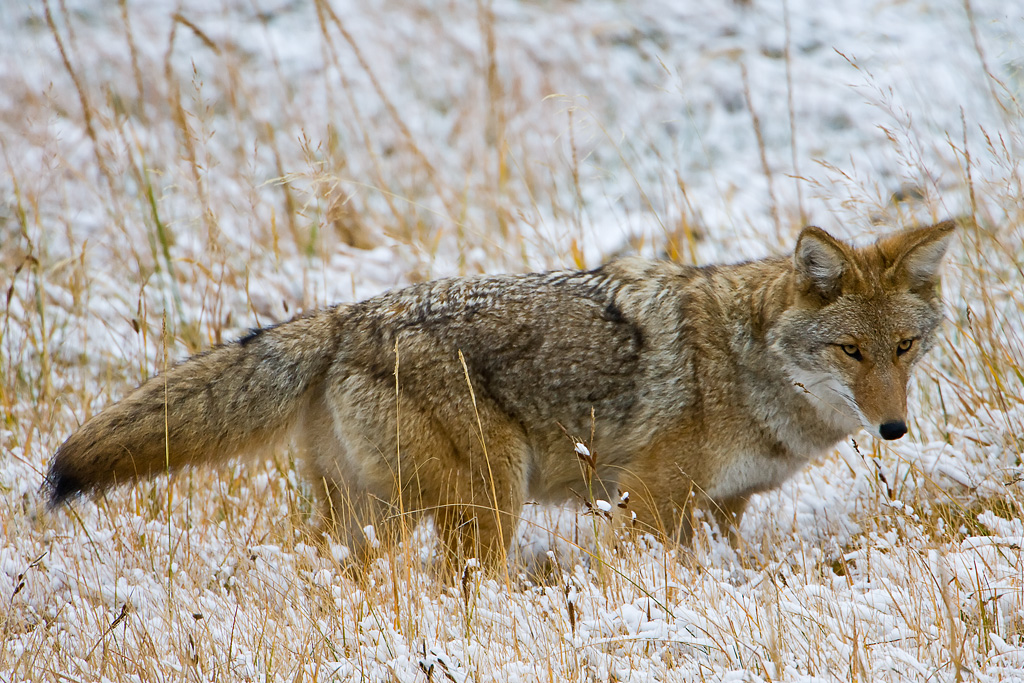 Coyote (Canis latrans)