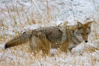 Coyote (Canis latrans)