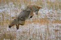 Coyote (Canis latrans)