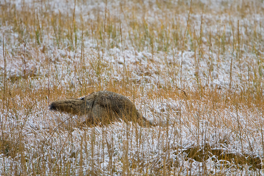 Coyote (Canis latrans)